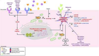 Novel Insights Into the Pathogenesis of Diabetic Cardiomyopathy and Pharmacological Strategies